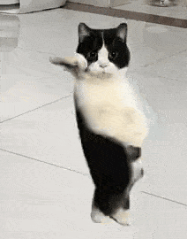 Dancing cat